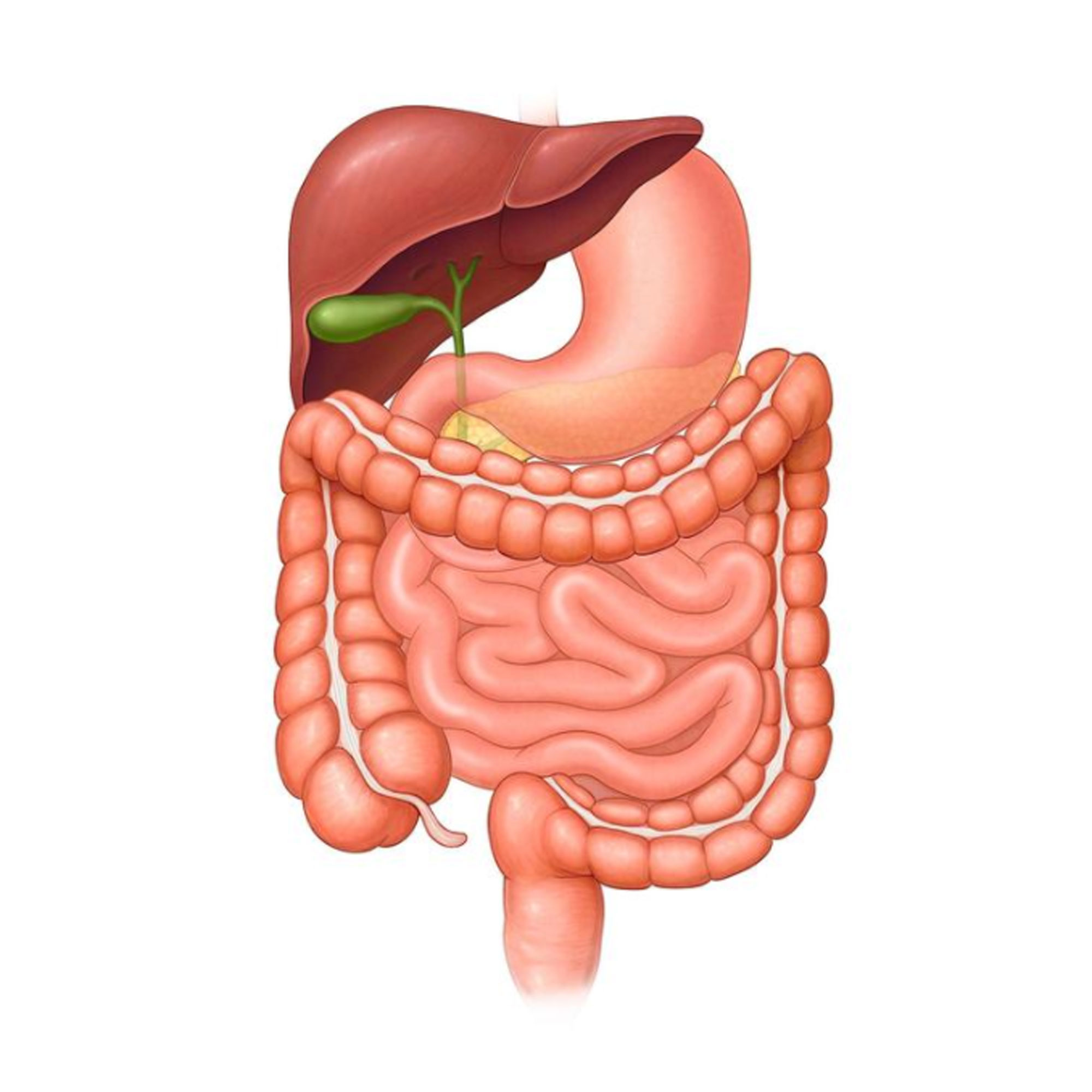 Digestive-System